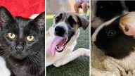 See photos of adoptable pets in San Diego for Clear the Shelters