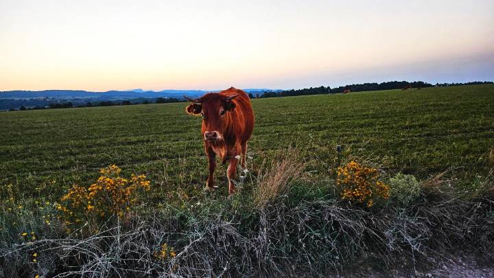 Sesión fotográfica en el campo