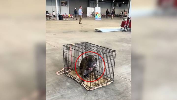 Kentucky Dog Returned Twice Watched Sadly As Everyone Passed Her By At Adoption Event