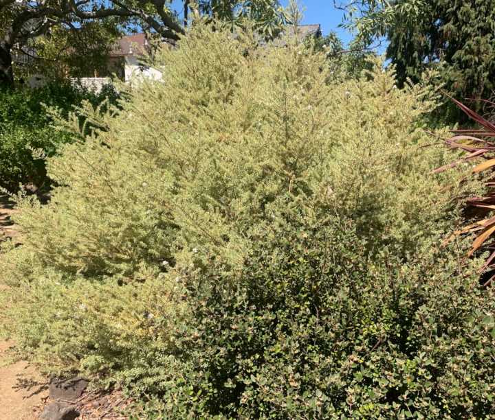 Tom Karwin, On Gardening | Seasonal pruning of shrubs