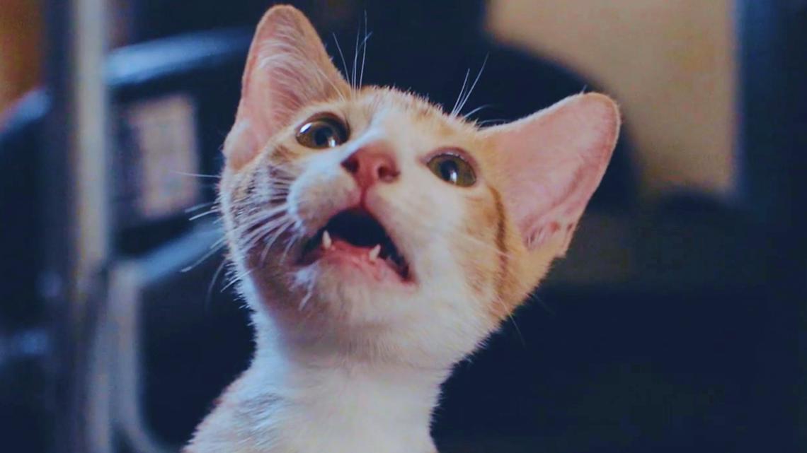 Cat Video Fest 2025: 73 minutes of cat videos coming to movie theaters