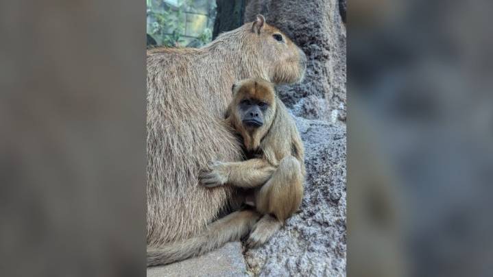Photos: Monkey, capybara cuddle at Denver Zoo Conservation Alliance