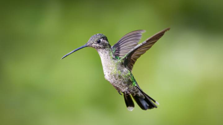 The Late Summer Blooming Flower That Can Lure Hummingbirds Into The Garden