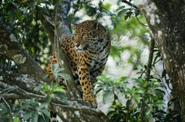 Un respiro para el jaguar en México: el felino más grande de América aumenta su población