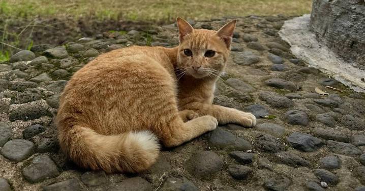 'I was left seriously ill on holiday with deadly disease after touching a cat'