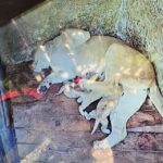 Gobernador Arnaldo Sánchez celebra el nacimiento de leones en el Parque Zoológico Chorros de Milla
