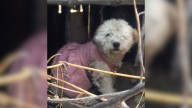 California Rescuer Finds Pup In Pink Dress Who Can’t Accept That Her Family Left