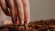 Where To Grow Sunflowers For The Healthiest Plants Possible