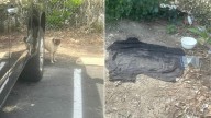 California Workers Discover A Pug Abandoned And Begging For Help In A Parking Lot