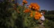 PHOTOS: Chile roasting season is underway through New Mexico