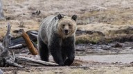 Montana Outfitter Kills Grizzly, Fails To Report It And Faces $10,000 Fine