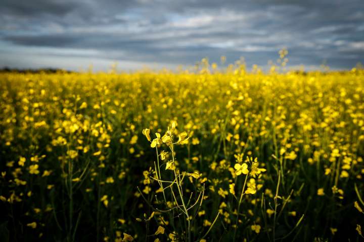 China announces 75.8 per cent tariffs on Canadian canola