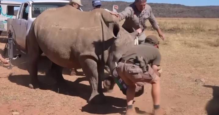 South Africa starts injecting rhino horns with radioactive material to curb poaching