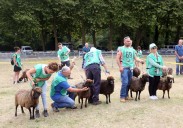 Ovejas y caballos piden la vez en el Certamen de Ganado