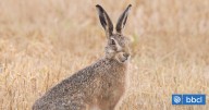 Estudio alerta invasión de liebre europea en el desierto de Atacama: pone en peligro a las chinchillas