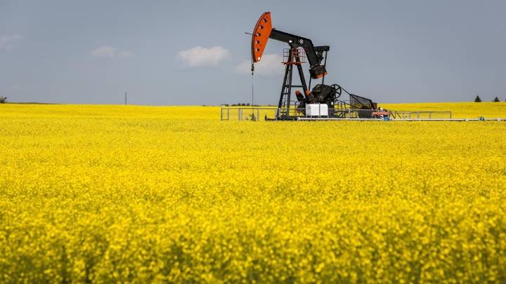 Alberta farmers react to China’s tariffs on Canadian canola