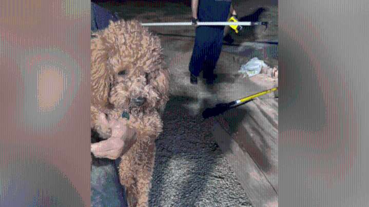 Firefighters rescue dog trapped under shipping container