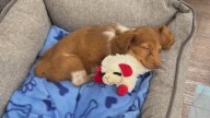 Pet store customer says $6.5K puppy died one day after he was bought