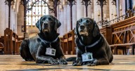 Dogs working for God retiring