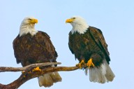 Big Bear Eaglets Sunny And Gizmo's Disappearance Still Hurts Fans As Sad Reality Of Their Survival Is Revealed
