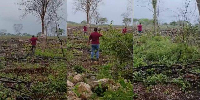 Ya suman más de 250 hectáreas deforestadas en el ejido de Baca