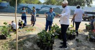Mil nuevos árboles de uvita de playa fortalecen el Parque Lineal del Río Manzanares gracias a Corpamag