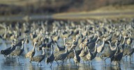 Trump ends expansion of Texas wildlife refuge