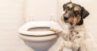 Qué significa que tu perro siempre te siga al baño, según especialistas