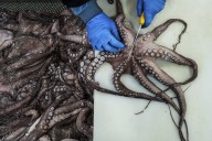 As octopuses dwindle in Spanish waters, suppliers look to imports and farming despite concerns