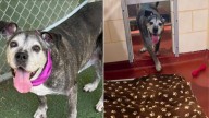 13-Year-Old Dog's Dream Of Growing Old In Her Georgia Home Is Shattered As Tragic Fate Strikes