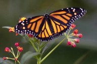Co-ordinated plan needed to save ‘alarmingly low’ monarch butterfly population: Study