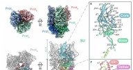 Investigadores revelan una proteína «clave» que abre la puerta a nuevos tratamientos contra el cáncer