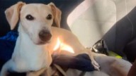 Se busca a Pitina, una perrita tipo galgo que se perdió en La Banda