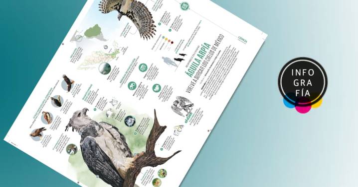 Águila arpía vuelve a surcar los cielos de México
