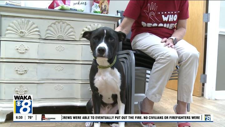 Pets of the Week: August 11