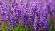 Las 4 plantas que tenés que tener en tu jardín para ahuyentar a los mosquitos esta primavera