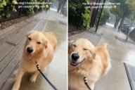 Golden Retriever's Pure Happiness in the Rain Melts Hearts