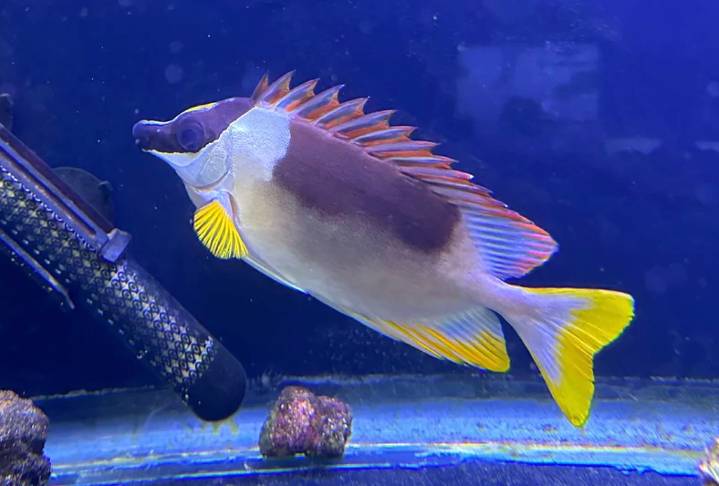 Reef Life Aquariums caters to fish hobbyists on 280