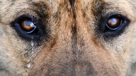 Fiscal de Zapala confirmó entre 10 y 15 casos de envenenamiento de perros en las últimas semanas
