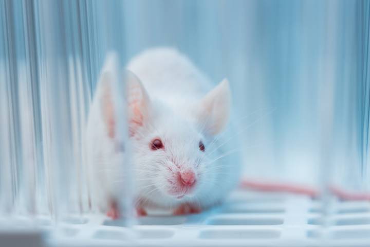 Cognitive Decline in Aged Mice Reversed by Targeting the Brain Protein FTL1