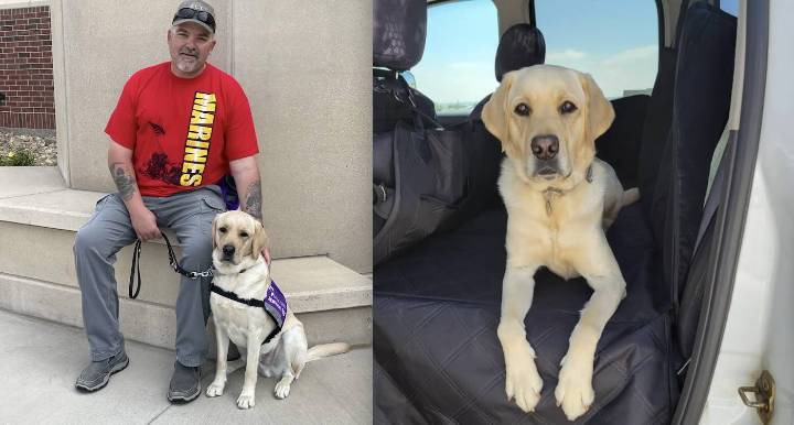 Hero Service Dog Senses His Owner’s Heartbeat Soaring into the 170s – Saving the Military Veteran From a Catstrophic Stroke