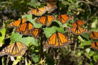 Profepa denuncia en FGR tala ilegal en zona de la Mariposa Monarca