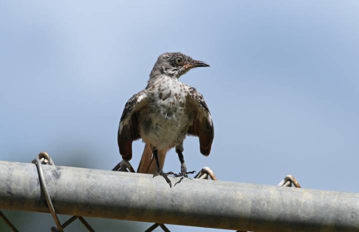 Late Summer and Fall Molt in Birds