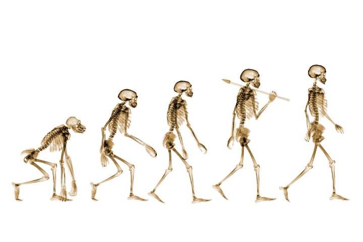 How Key Changes to the Pelvis Helped Humans Walk Upright