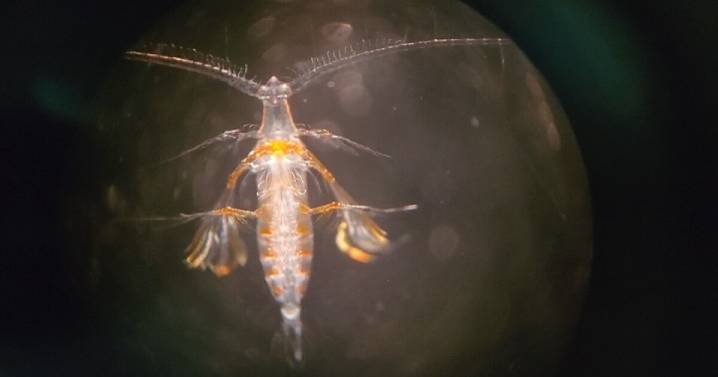 Bigelow Labs researching zooplankton's role in carbon storage