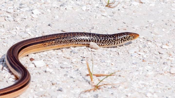 What's the difference between a snake and a legless lizard?