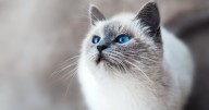 Cats Could Transform Human Alzheimer's Research