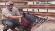 Bexar County Sheriff's Office tackles animal crimes with specialized unit