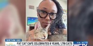 Something Good: Tallahassee’s Fat Cat Cafe celebrates 8 years in business, more than 1,700 cats adopted