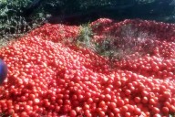 Productores correntinos tiran la producción de tomates porque no cubren los costos